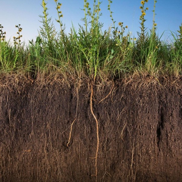 La agricultura del carbono